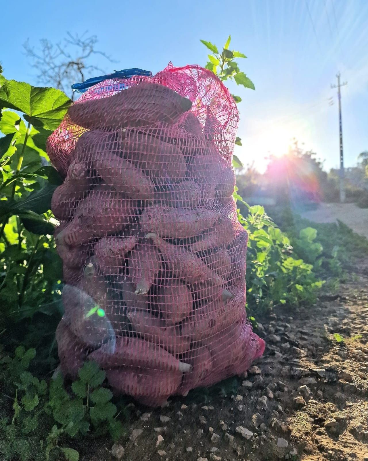 Temos batata doce de aljezur batatas agrias para cozer e fritar cebola