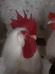 Jaja, jajka lęgowe kur , kury leghorna leghorn