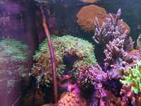 Euphyllie koralowce, morskie