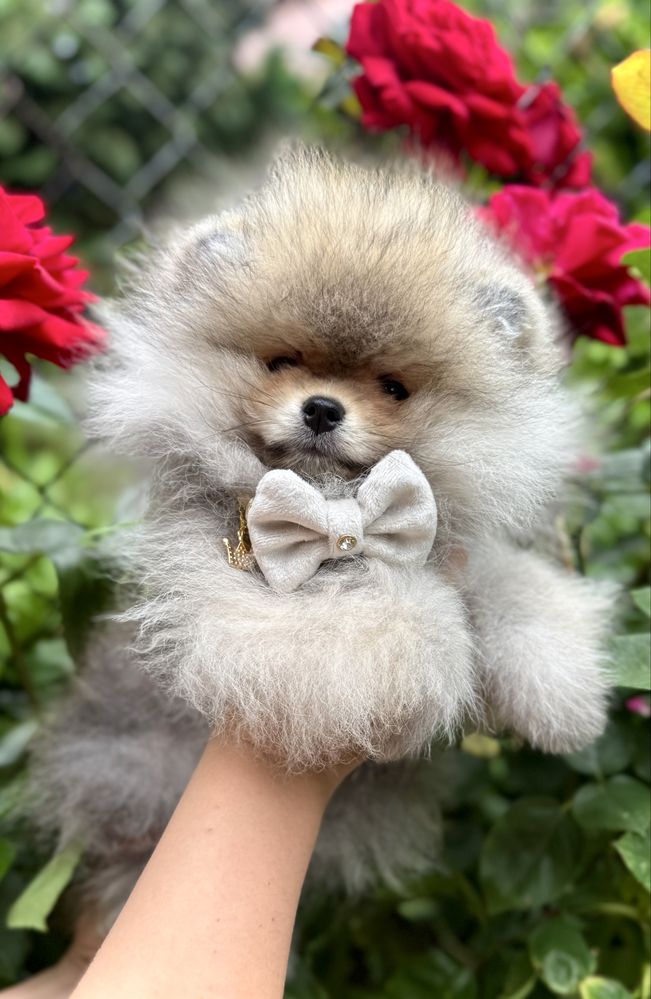 Pomeranian Szpic Miniaturowy FCI Wyjątkowa piękność