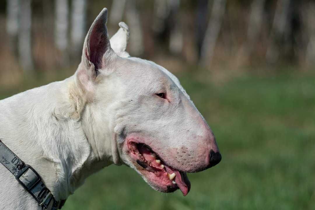 Guli, bullterier, do adopcji, Amstaffy Niczyje