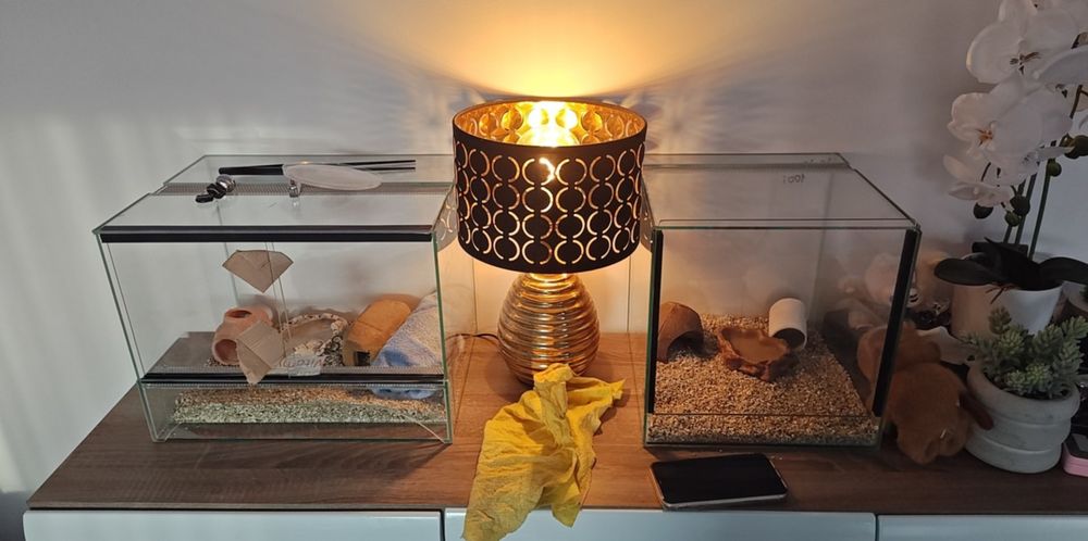 Węże zbożowe  młode