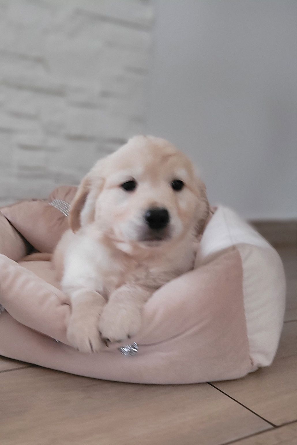 Golden Retriever Szczeniak