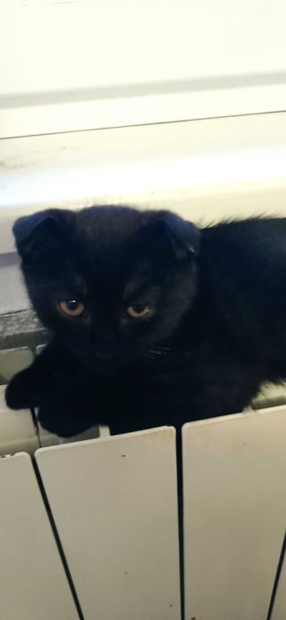 Котик подарую в люблячі  руки