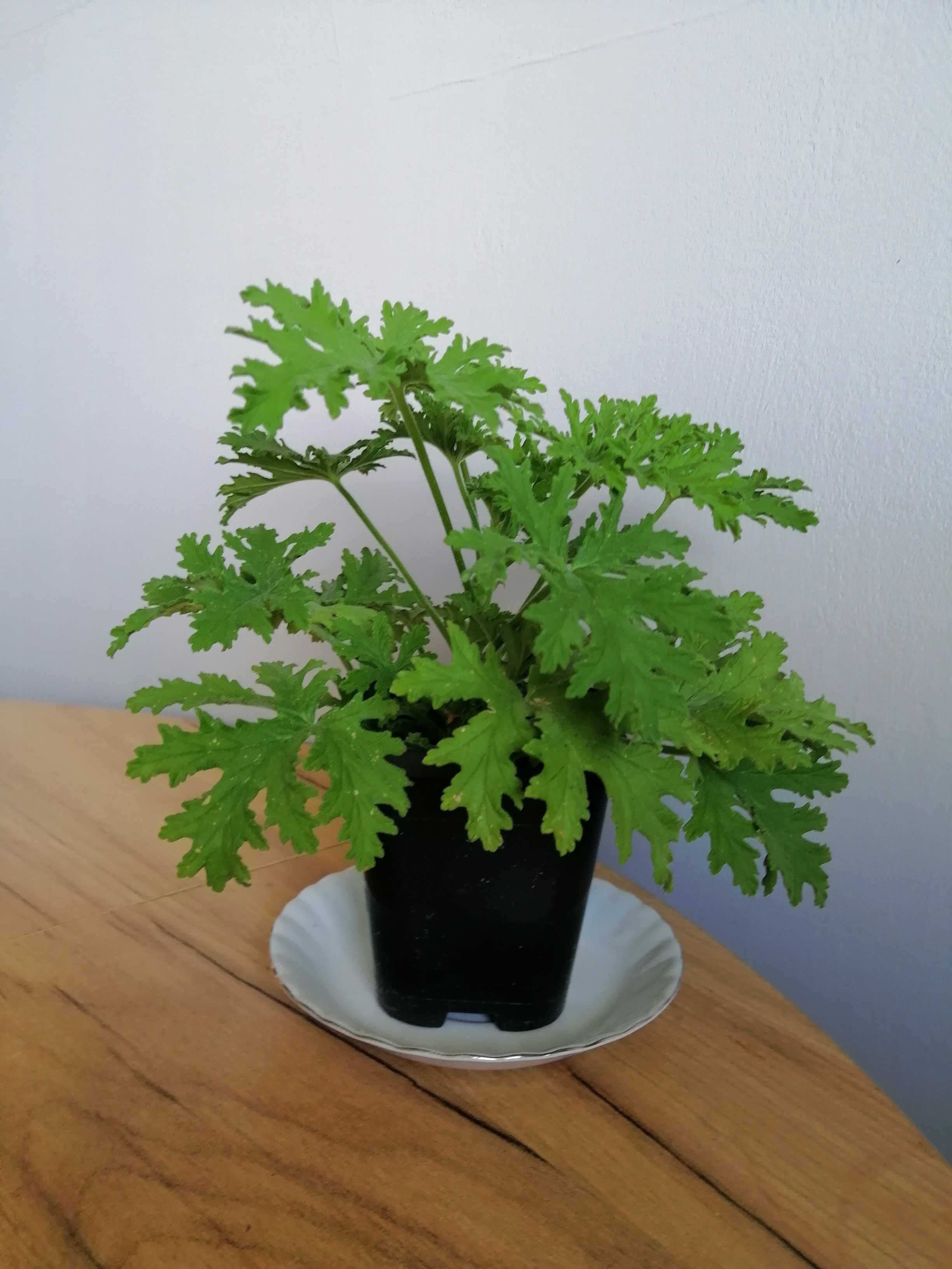Geranium anginka