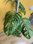 Monstera esqueleto