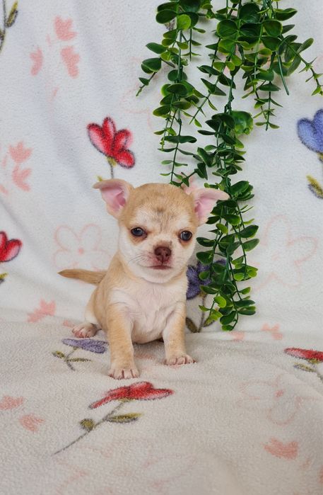 Excelente menina mini chihuahua/chiuaua linhagem Russa.Qualid