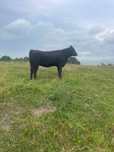 jałówki hodowlane Angus -super genetyka