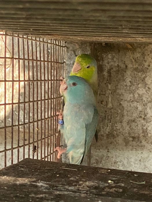 Vendo casal de corpus