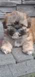 Shih tzu piesek zloty GOTOWY DO ODBIORU