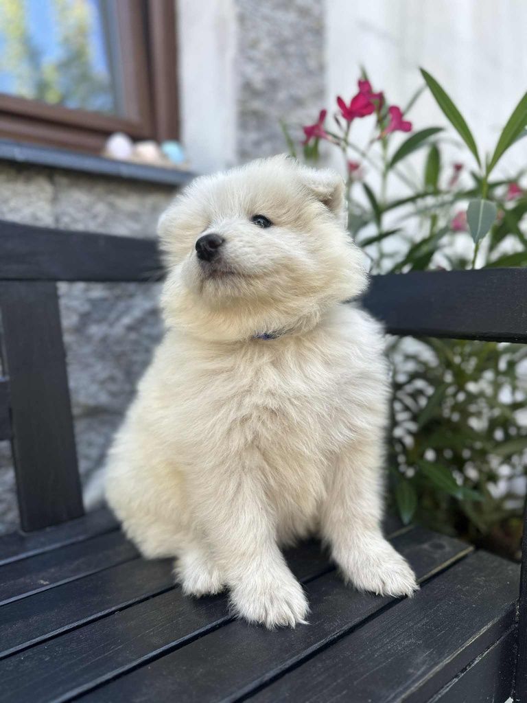 Suczka Samoyed Samojed Zapraszamy