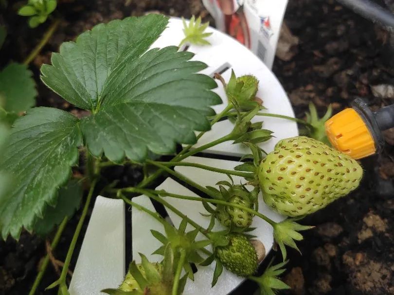 Suporte para Morangos Anti-Podridão