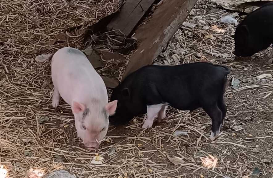Porcos anões (mini pig)