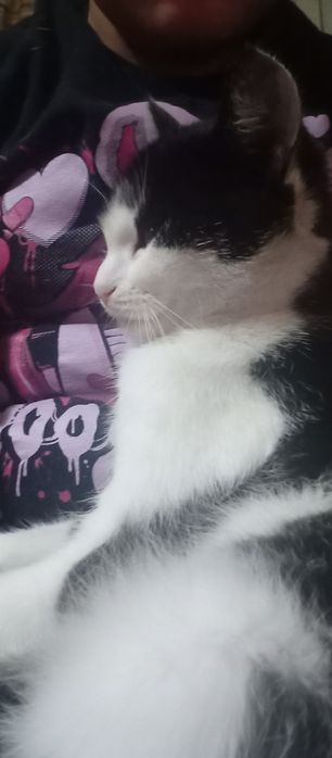 Віддам кошеня в добрі руки