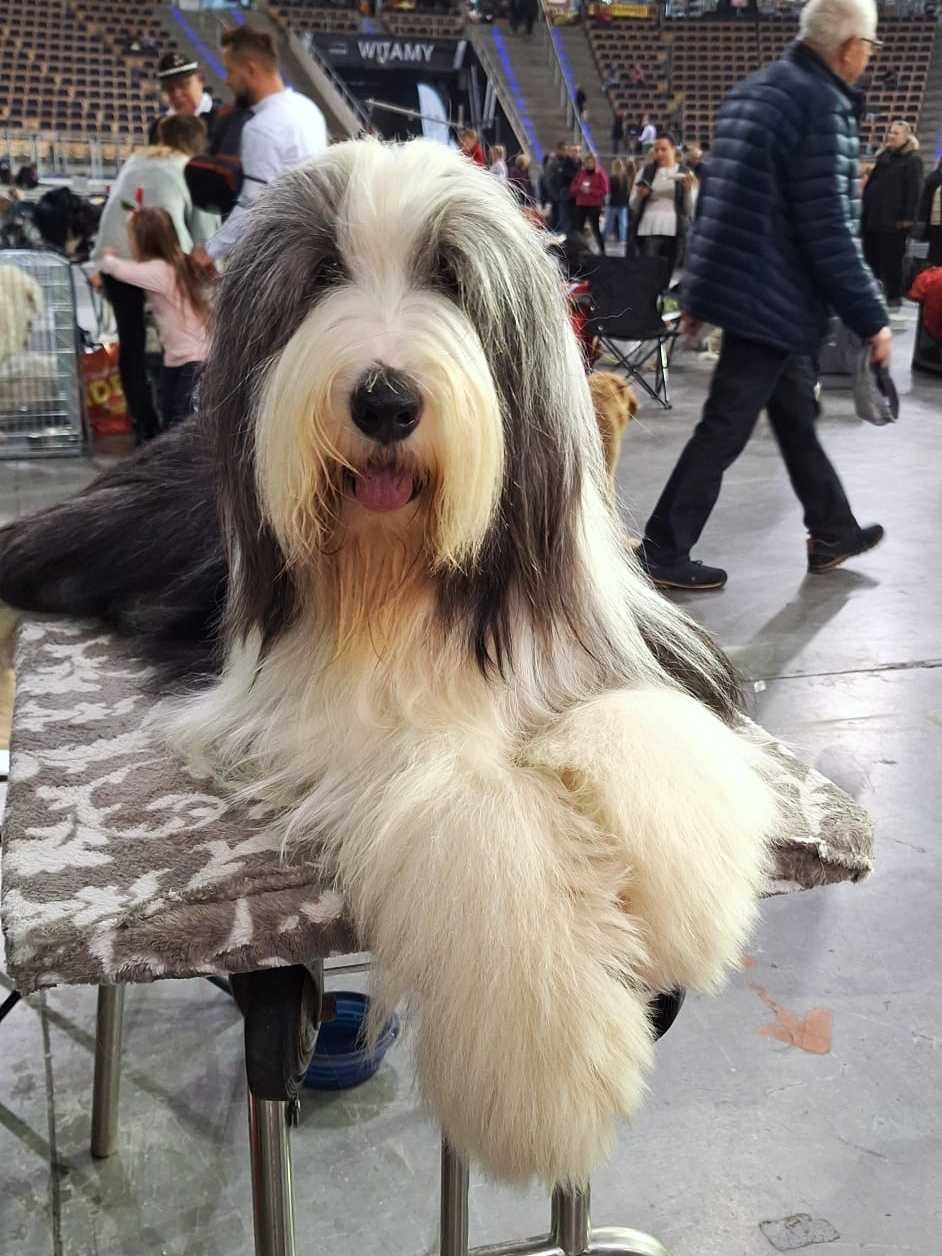 Bearded Collie SUCZKA brązowo-biała - rodowód FCI