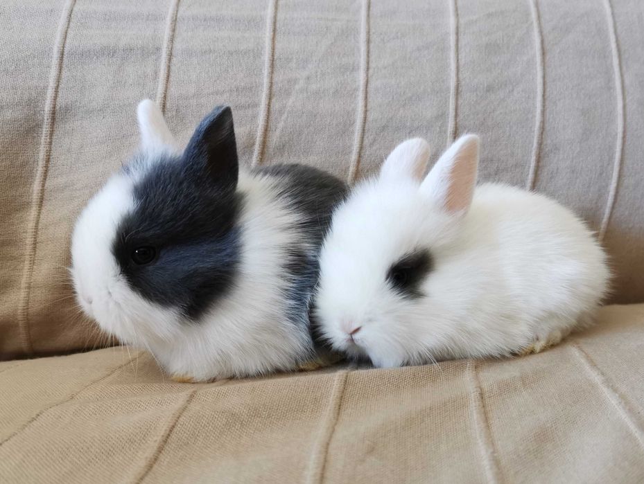 KIT Coelhos anões angorá, holandês mini e teddy muito fofos