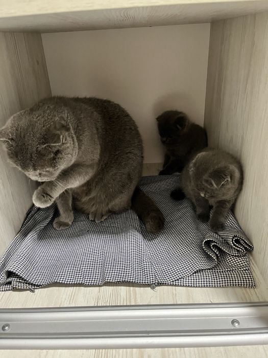 Шотландські висловухі кошенята