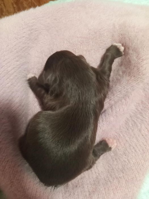 Shih-tzu czarna suczka mini