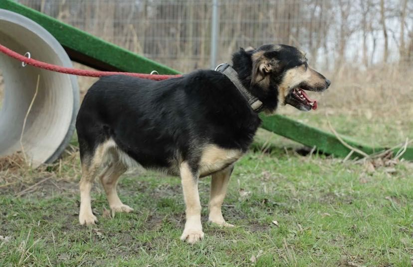 Adoptuj AKORDA-zyskaj przyjaciela