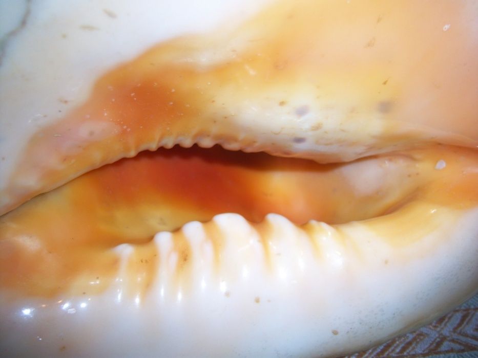 Ракушка океанічна натуральна Кассіс корнута (Cassis cornuta).