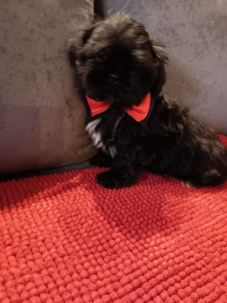 Shih Tzu Pies Piękności