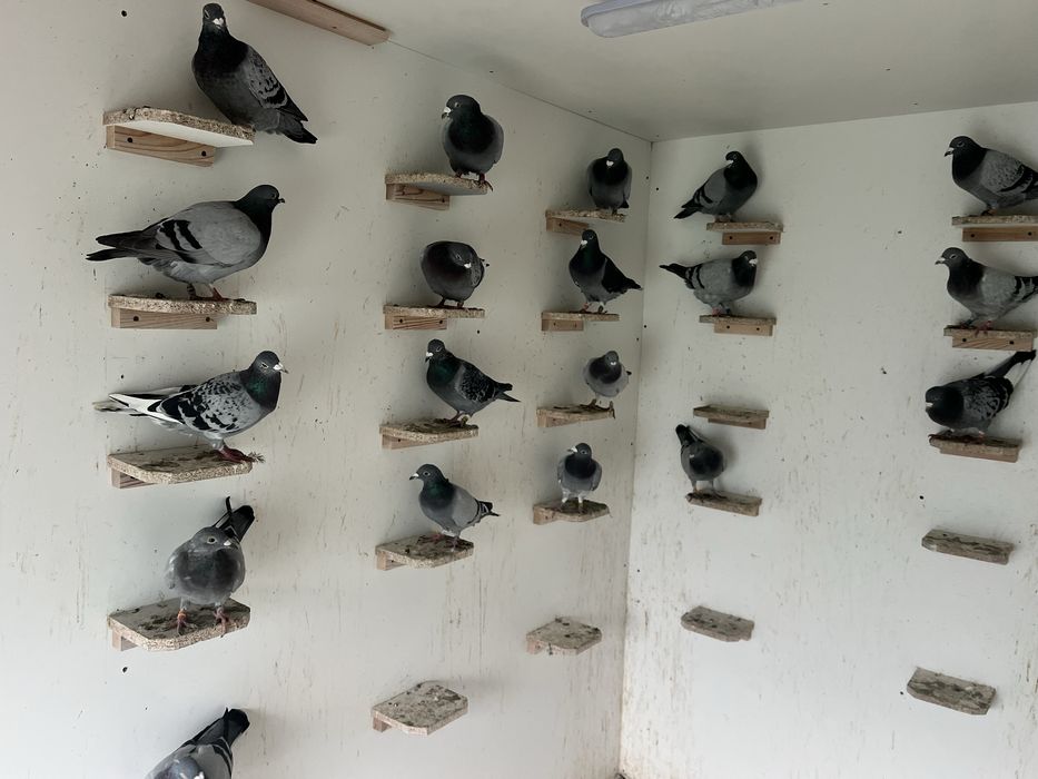 Gołębie przelotowane