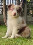 Border Collie suczka numer 1 red merle