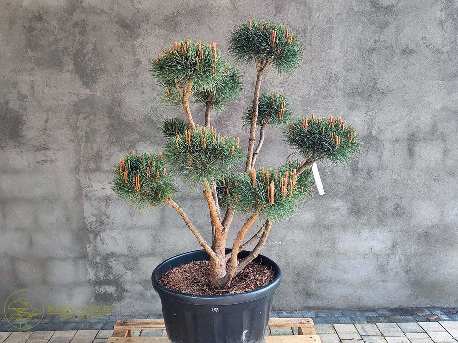 Sosna pospolita formowana 084 NIWAKI, BONSAI OGRODOWE, Topiary