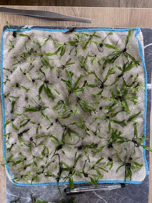 Microsorium pteropus windelov