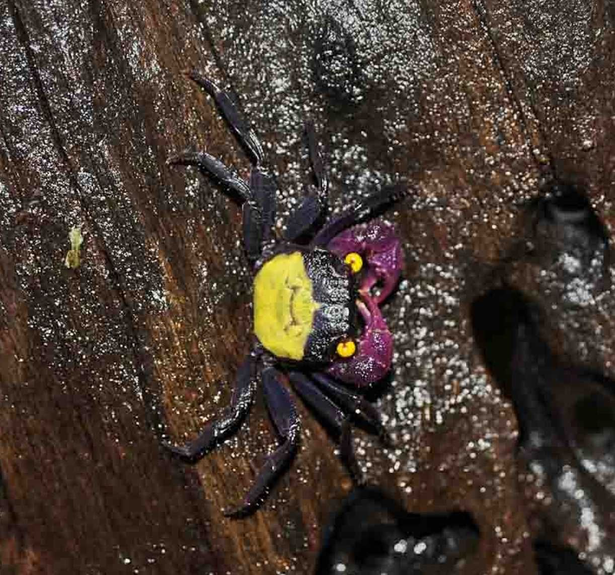 Krab wampir - Geosesarma dennerle - SAMCE, SAMICE - dowozimy, wysyłamy