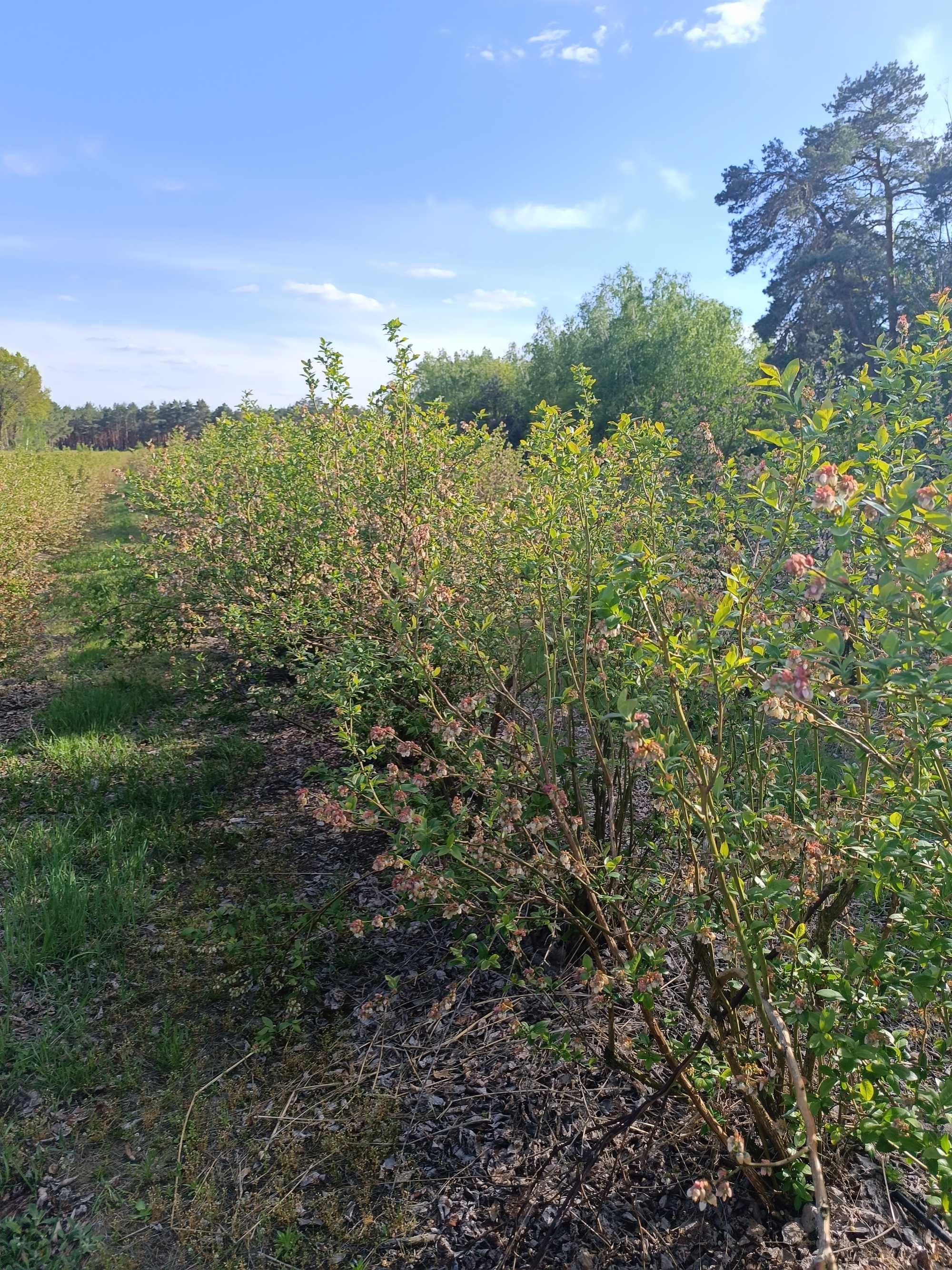 Sprzedam krzewy borówki, wy dzie rzawie plantacje