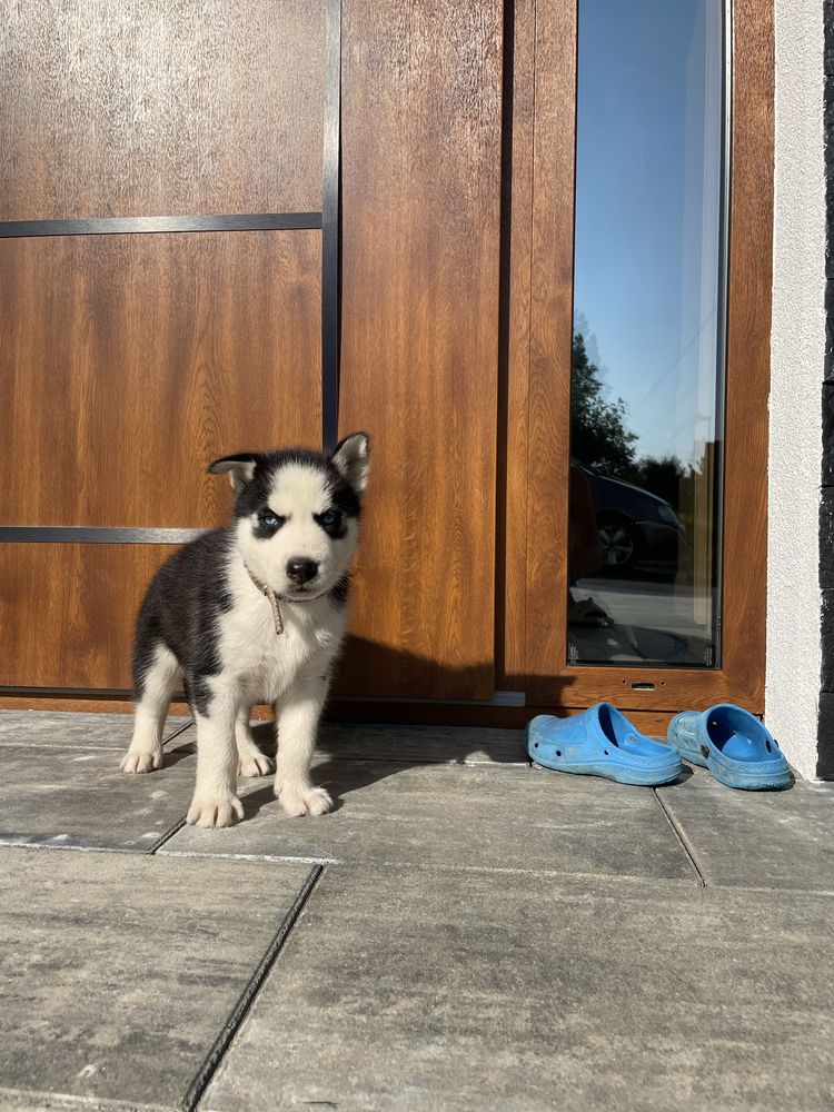 Szczeniak Syberian Husky