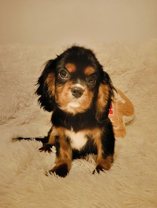 Piesek Cavalier King Charles Spaniel