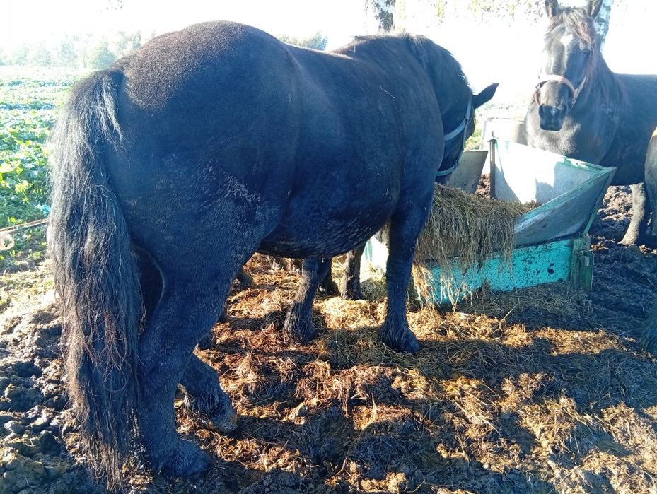 Klacz zimnokrwista kara źrebna