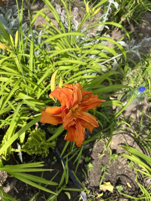 Лилейник цвет ассорти