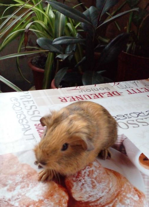 Морская свинка девочка