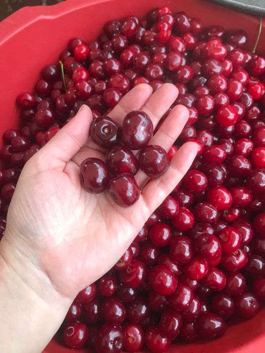 Домашні цукати (в’ялена вишня, черешня, груша)