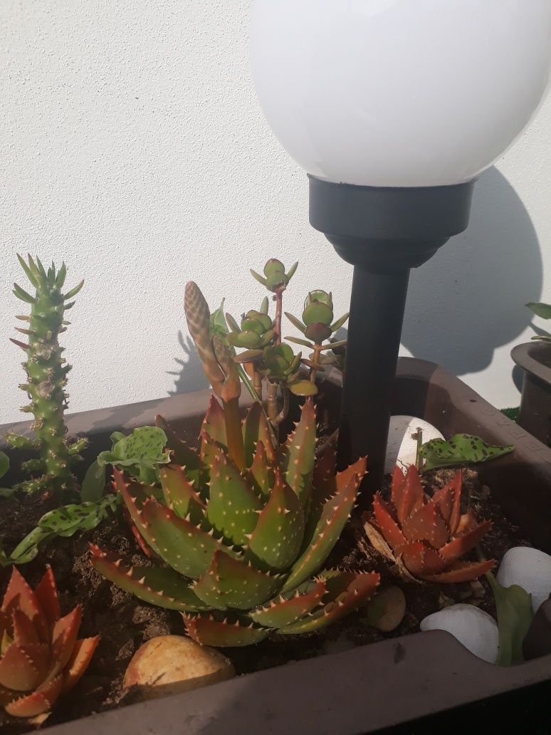 Plantas várias cactus yucca jade
