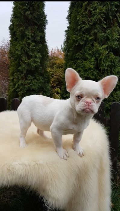 Французький бульдог пінк