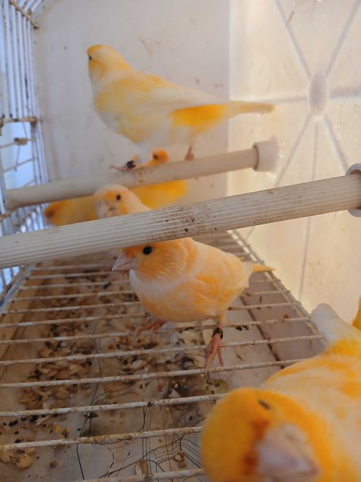 Canários na zona de Amares Braga