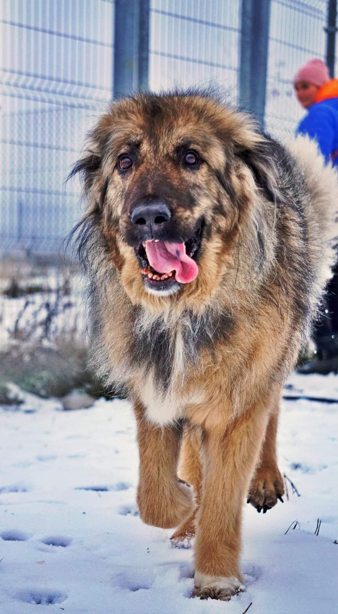 Freja, w typie kaukaza, szuka świadomego opiekuna