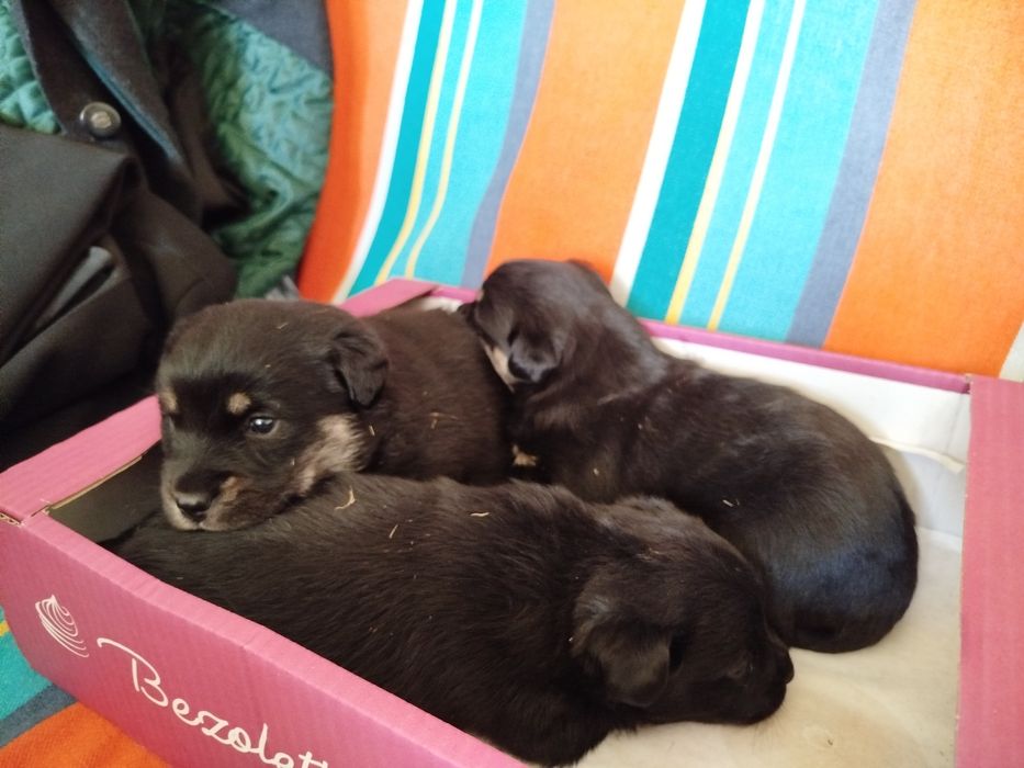 Oddam szczeniaki za darmo