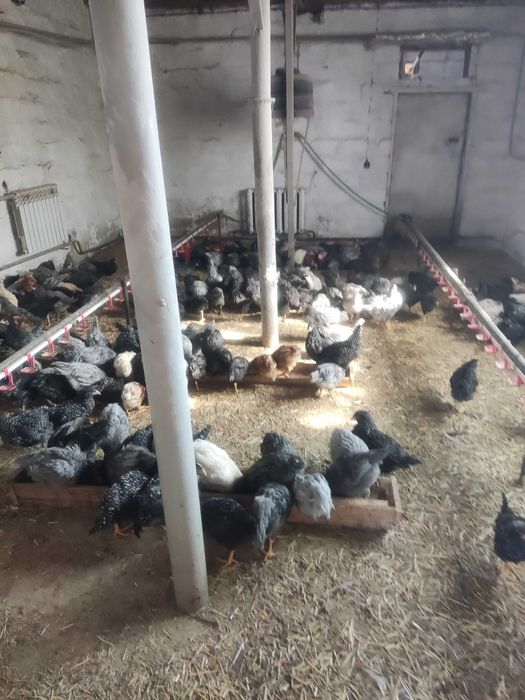 продам !Клевань! КУРИ несушки! доставка безкоштовна