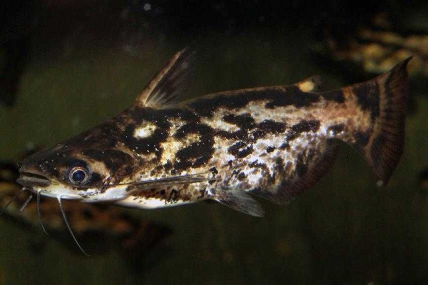 Trachelyopterus fisheri - Sumik - Sum - dowozimy, wysyłamy