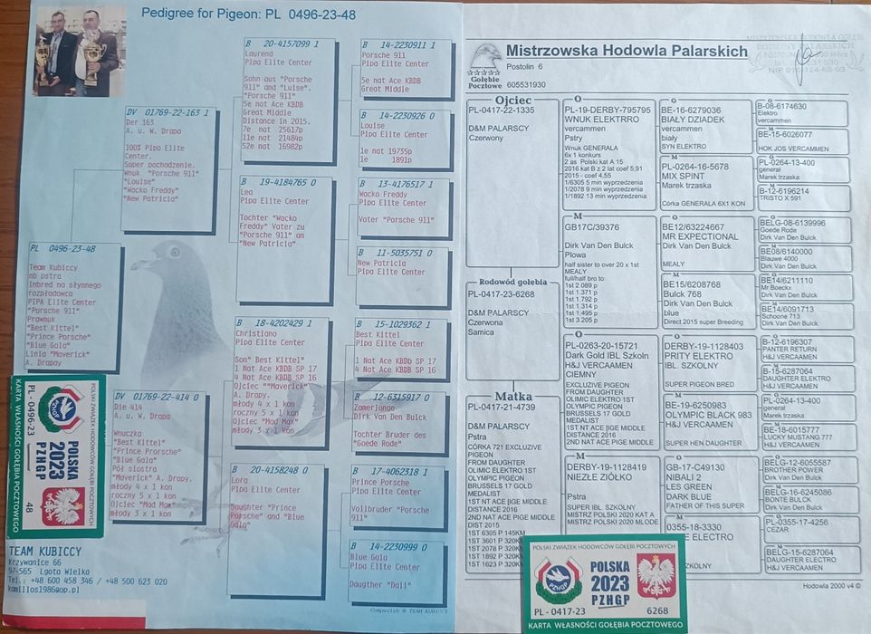 Sprzedam Samice Elektro x Porsche Gołębie Pocztowe