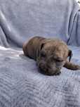 American Pitbull Terrier Szczeniak