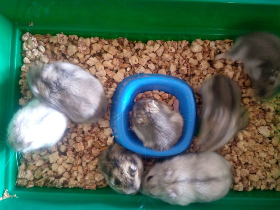 Джунгарский хомяк