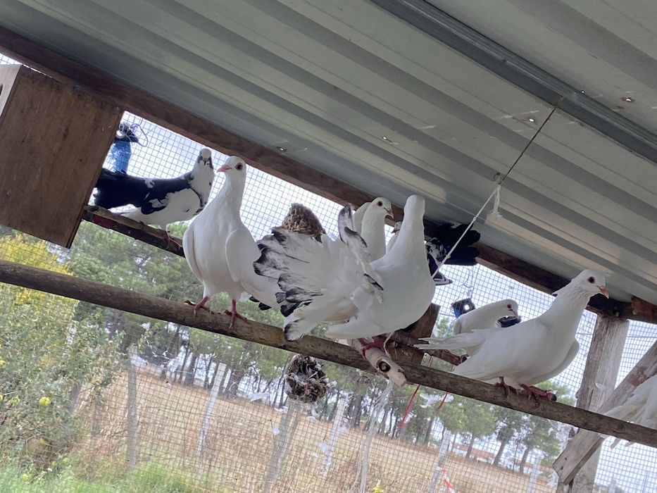 Pombo de leque 20€ o casal