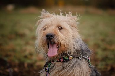 Kochany Basiek szuka domu - pies w typie terriera do adopcji