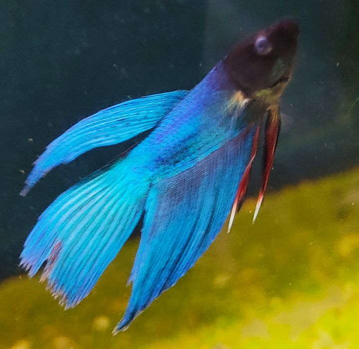 Bettas Azul XL Lindo E Outras Cores
